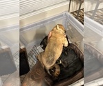 Small #54 Cane Corso-Saint Bernard Mix