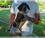 Small Photo #2 German Shorthaired Pointer Puppy For Sale in ELBERTA, AL, USA