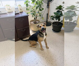 Beagle-German Shepherd Dog Mix Dogs for adoption in York, SC, USA