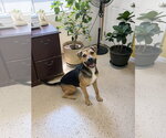 Small Beagle-German Shepherd Dog Mix