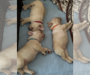 French Bulldog Puppy for sale in PADUCAH, KY, USA
