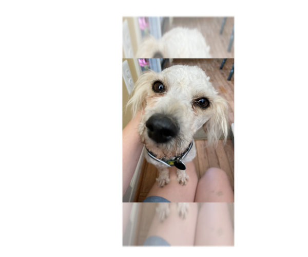Medium Photo #6 Poodle (Miniature)-Unknown Mix Puppy For Sale in Greenbelt, MD, USA