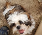 Puppy Thing 2 Shih Tzu
