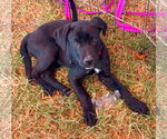 BP Cloud - Female Labrador Retriever-Unknown Mix Dog for Adoption - Small photo