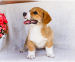 Small #5 Pembroke Welsh Corgi