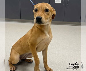 Labrador Retriever-Unknown Mix Dogs for adoption in Washington, DC, USA