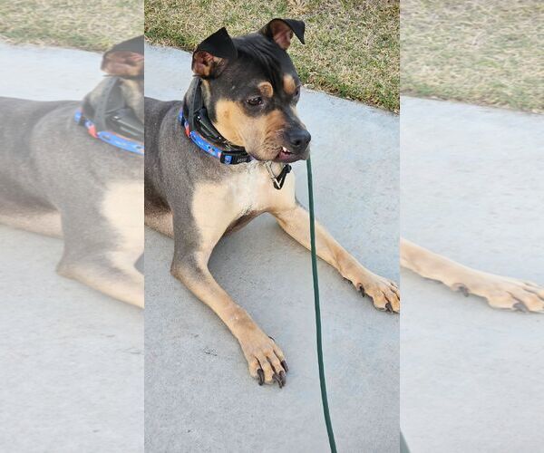 Medium Photo #9 Rus-A-Pei Puppy For Sale in Chandler, AZ, USA