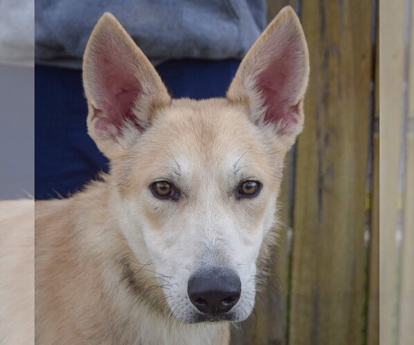 Medium Photo #1 Gerberian Shepsky Puppy For Sale in Huntley, IL, USA
