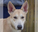 Small Gerberian Shepsky