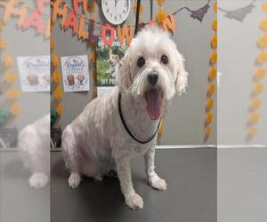 Maltese-Unknown Mix Dogs for adoption in Las Vegas, NV, USA