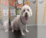*DANDY - Male Maltese-Unknown Mix Dog for Adoption - Small photo