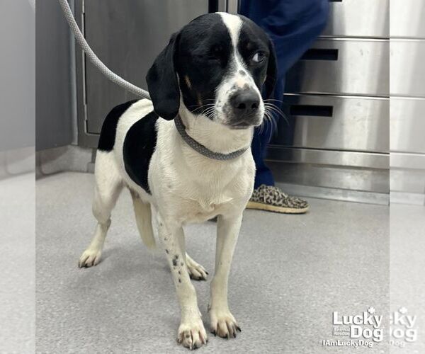 Medium Photo #2 Beagle-Unknown Mix Puppy For Sale in Washington, DC, USA