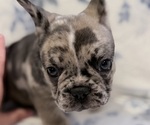 Small #3 French Bulldog