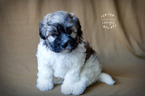 Small Photo #3 Havanese Puppy For Sale in SHELBY, OH, USA