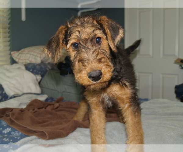 Medium Photo #30 Airedale Terrier Puppy For Sale in CHARLESTOWN, IN, USA