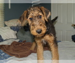 Small Photo #30 Airedale Terrier Puppy For Sale in CHARLESTOWN, IN, USA