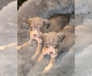 American Bully Puppy for Sale in RICHMOND, Virginia USA