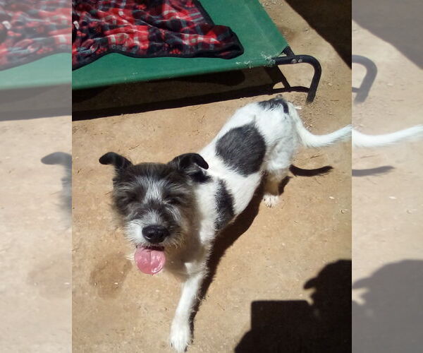 Medium Photo #6 Mutt Puppy For Sale in Apple Valley, CA, USA