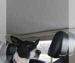 Small #2 Staffordshire Bull Terrier Mix