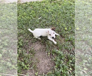 Jack Russell Terrier Puppy for Sale in ATLANTA, Georgia USA