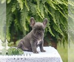 Small #2 French Bulldog