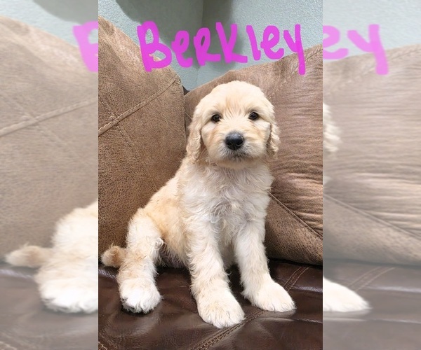Medium Photo #4 Goldendoodle Puppy For Sale in FYFFE, AL, USA