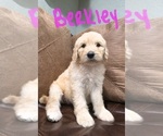 Small #3 Goldendoodle