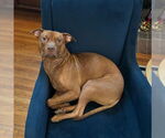 Small #4 American Pit Bull Terrier-Staffordshire Bull Terrier Mix