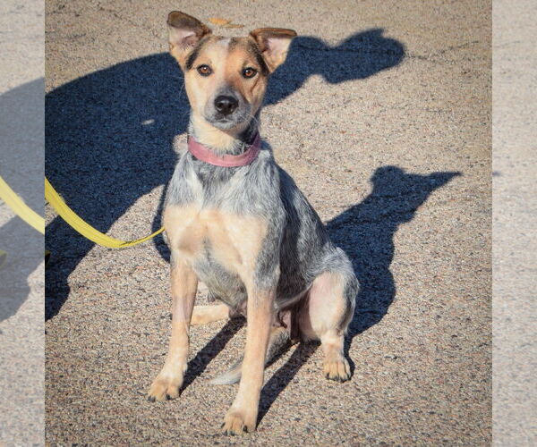 Medium Photo #3 Mutt Puppy For Sale in Huntley, IL, USA