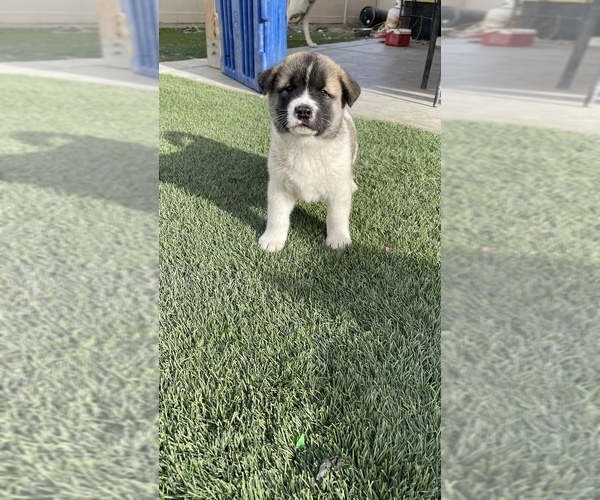 Medium Photo #22 Akita-Alusky Mix Puppy For Sale in SAN JACINTO, CA, USA