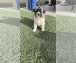 Small Photo #22 Akita-Alusky Mix Puppy For Sale in SAN JACINTO, CA, USA