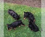Small #1 Yorkshire Terrier