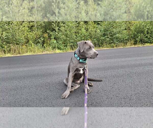 Medium Photo #16 American Pit Bull Terrier-Unknown Mix Puppy For Sale in Sebec, ME, USA