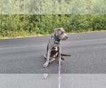 Small #15 American Pit Bull Terrier Mix