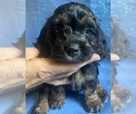 Small Photo #23 Cock-A-Poo-Cockapoo Mix Puppy For Sale in LOVELAND, CO, USA