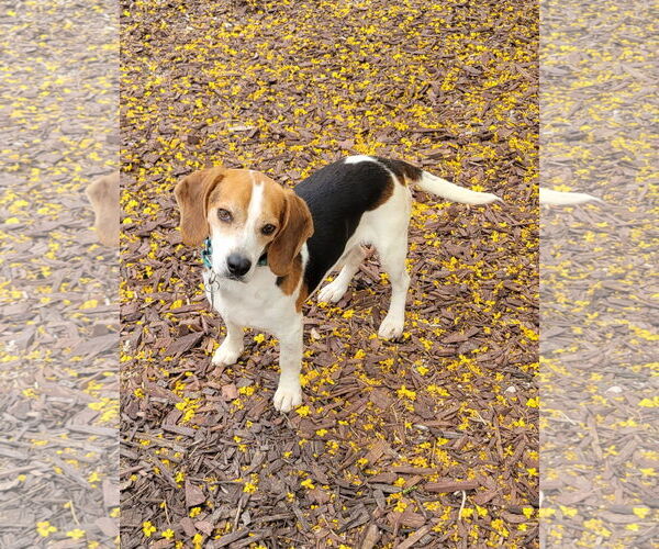 Medium Photo #4 Beagle Puppy For Sale in Las Vegas, NV, USA