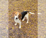 Small #3 Beagle