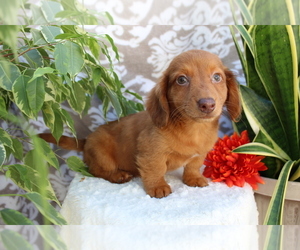 Dachshund Puppy for sale in SHILOH, OH, USA