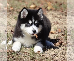 Pomsky Puppy for Sale in JUNCTION CITY, Ohio USA