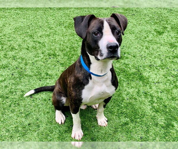 Medium Photo #1 Mutt Puppy For Sale in Moreno Valley, CA, USA