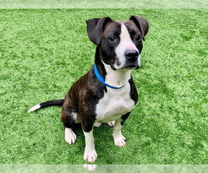 Mutt Dogs for adoption in Moreno Valley, CA, USA