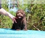 Small #27 ShihPoo