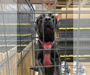 Chunk - Male Boxador Dog for Adoption - Photo #2