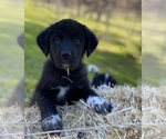 Puppy 7 Great Pyrenees-Newfoundland Mix