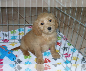 Goldendoodle (Miniature) Puppy for sale in ORO VALLEY, AZ, USA