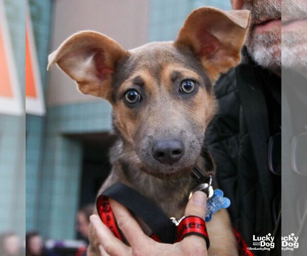 Medium Photo #5 Australian Shepherd-Unknown Mix Puppy For Sale in Washington, DC, USA