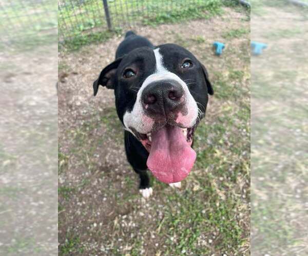 Medium Photo #4 Mutt Puppy For Sale in Abbeville, LA, USA