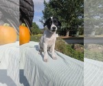Small #3 Borador