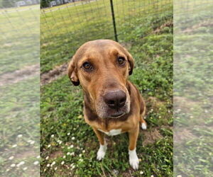 Anatolian Shepherd-Redbone Coonhound Mix Dogs for adoption in Austin, TX, USA