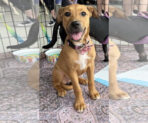 Labrador Retriever-Unknown Mix Dogs for adoption in The Woodlands, TX, USA